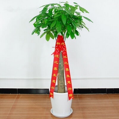 单干发财树