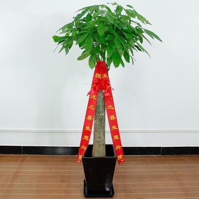 单干发财树 商品图 4